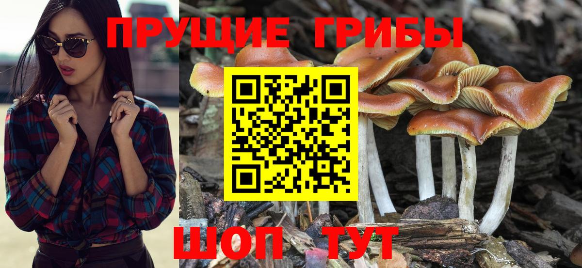 Галлюциногенные грибы прущие грибы  Вход с VPN  наркошоп  Камень-на-Оби 